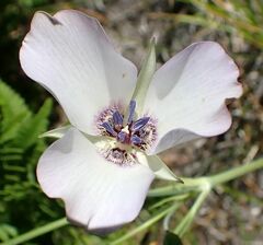 Calochortus invenustus
