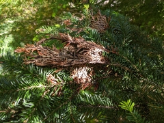 Herpotrichia juniperi