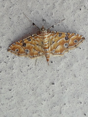 Ommatospila narcaeusalis