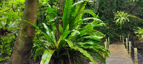 Asplenium observed 2022-07-19