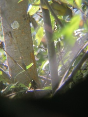 Geothlypis tolmiei