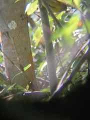 Geothlypis tolmiei