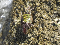 Pachygrapsus transversus