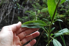Salvia pentstemonoides