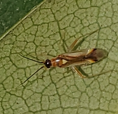 Campyloneura virgula