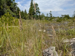 Calamagrostis inexpansa