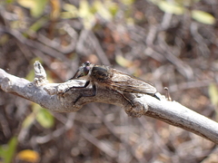 Promachus vexator