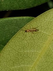 Campyloneura virgula