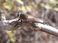 Promachus vexator