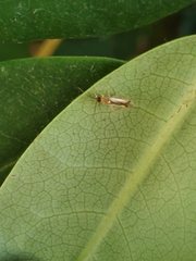 Campyloneura virgula