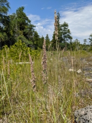 Calamagrostis inexpansa