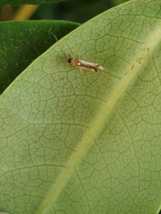 Campyloneura virgula