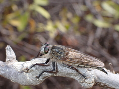 Promachus vexator