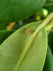 Campyloneura virgula