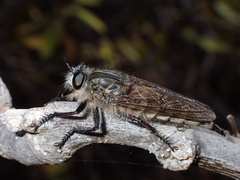 Promachus vexator