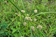 Cyperus luzulae
