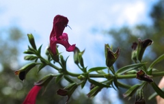 Salvia pentstemonoides