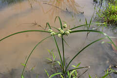 Cyperus luzulae