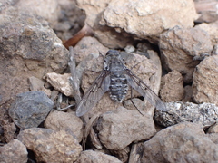 Spogostylum trinotatum