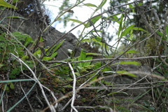 Salvia pentstemonoides