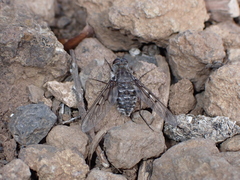 Spogostylum trinotatum