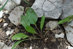 Salvia pentstemonoides