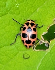 Coleomegilla maculata lengi