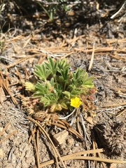 Potentilla wheeleri