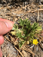 Potentilla wheeleri