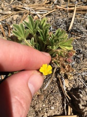Potentilla wheeleri