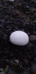 Calvatia cretacea