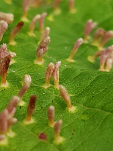 Phyllocoptes eupadi nuotrauka