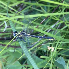 Hylogomphus abbreviatus