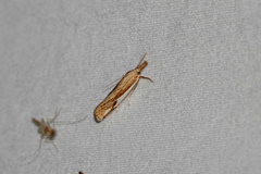 Crambus agitatellus