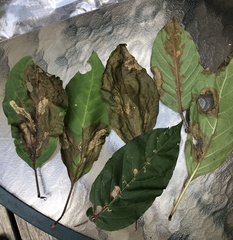 Mompha solomoni