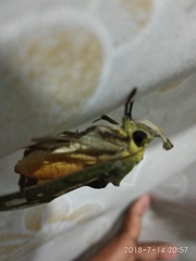 Eudocima hypermnestra