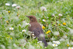 Turdus merula