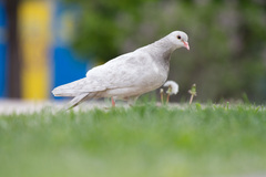 Columba livia domestica