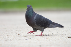 Columba livia domestica