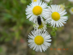 Acmaeoderella flavofasciata