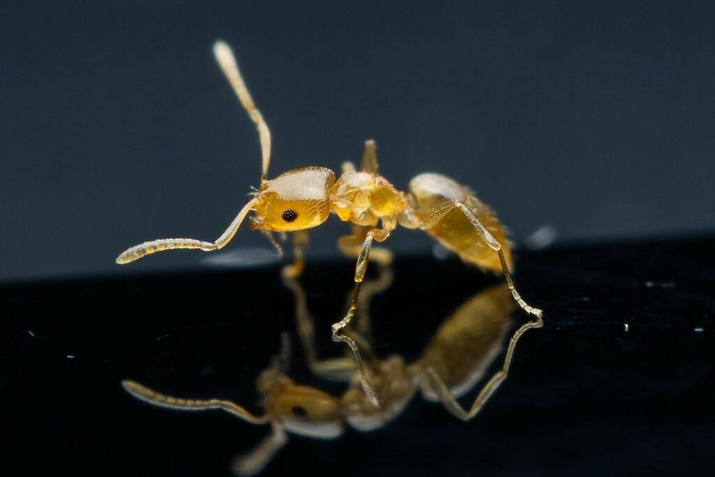 Hairless Rover Ant