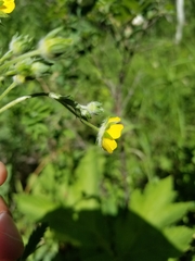 Potentilla pulcherrima