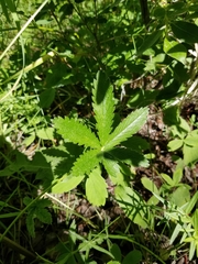 Potentilla pulcherrima