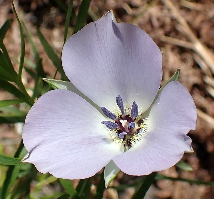 Calochortus invenustus