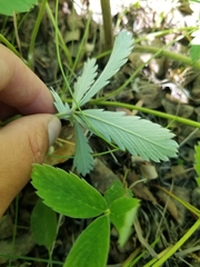 Potentilla pulcherrima