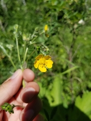 Potentilla pulcherrima