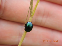 Chrysolina varians