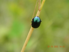 Chrysolina varians