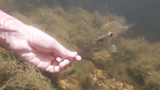 Redear (Lepomis microlophus) — Centrarchidae