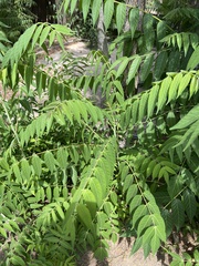 Ailanthus altissima